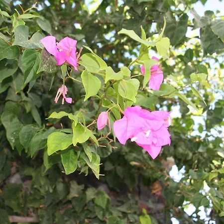 Samson΄s Village 4* Перисса