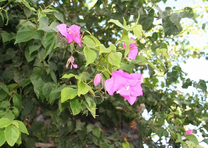 삼손스 빌리지 4* 페리사